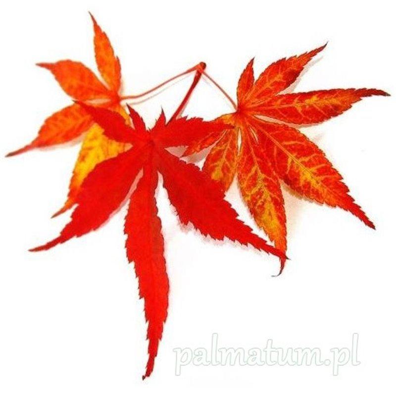 Rodzaje nawozów do klonu palmowego