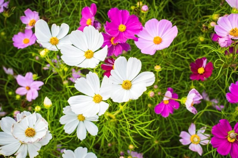 Siew i przygotowanie gleby pod kosmosy