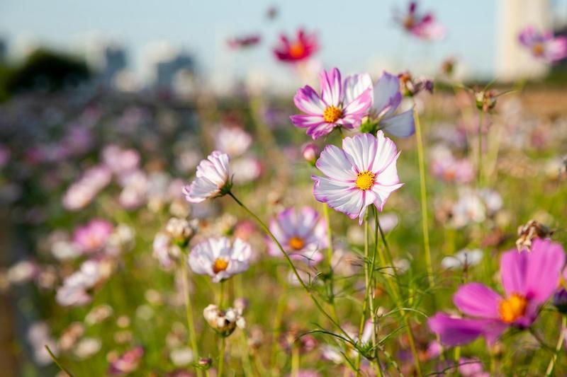 Uprawa kosmosów w ogrodzie