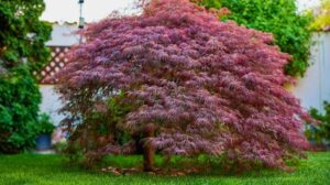Jak skutecznie nawozić klon palmowy? Praktyczny poradnik na odpowiedni czas i sposób działania.