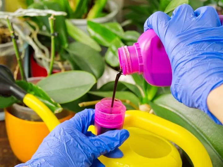 Jak skutecznie nawozić storczyki? Praktyczny poradnik o tym, czym i kiedy to robić