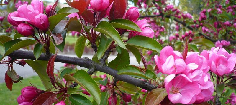 Jak stworzyć ogród pełen rajskich jabłoni – porady dotyczące sadzenia, pielęgnacji i wyboru odmian