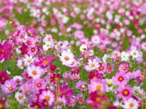 Jak zadbać o kosmosy: praktyczny poradnik na czas siewu i pielęgnacji