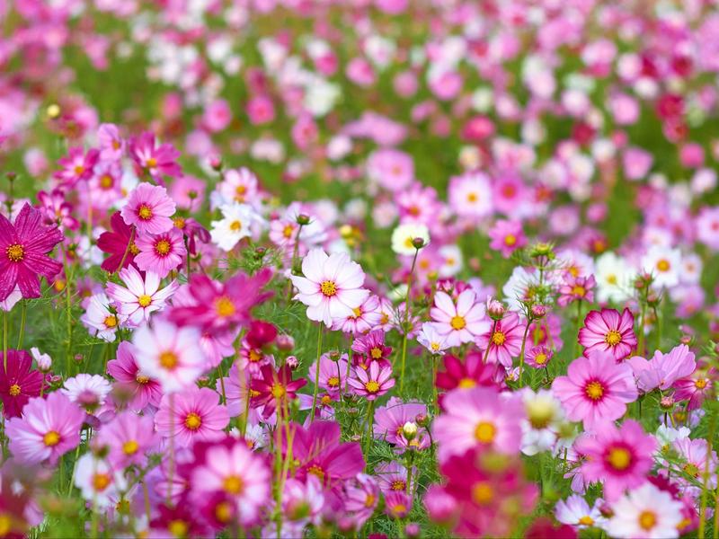 Jak zadbać o kosmosy: praktyczny poradnik na czas siewu i pielęgnacji