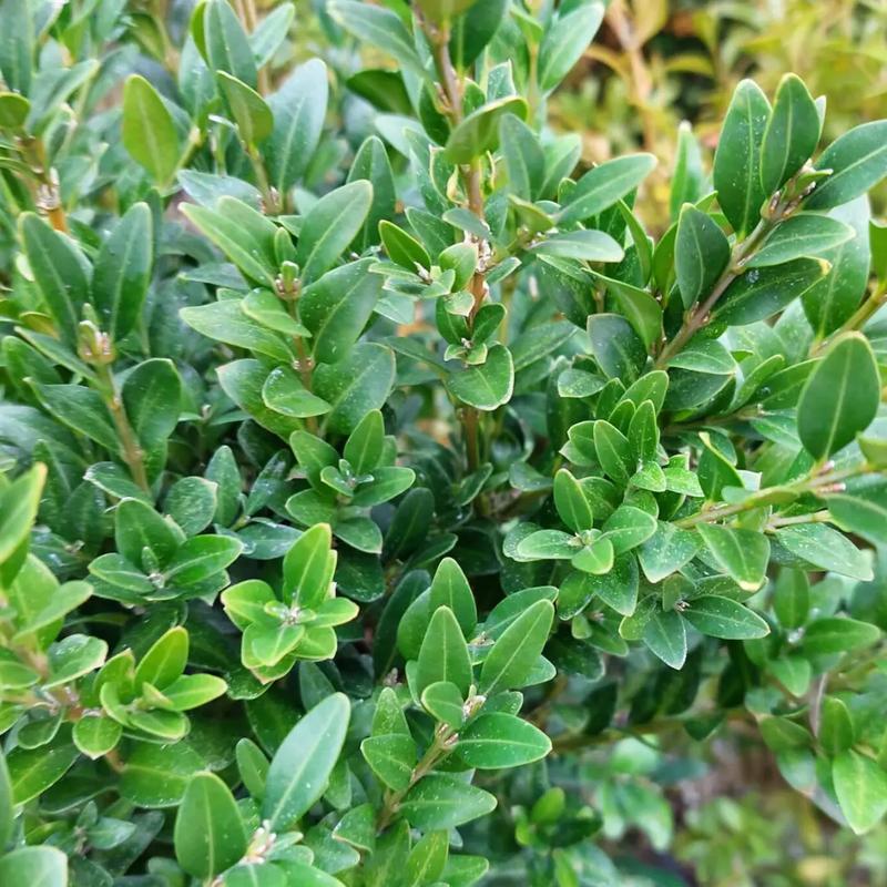 Odpowiednia ziemia do bukszpanu – jak wybrać najlepszą dla twoich roślin?