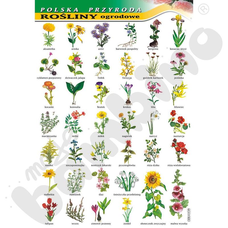 Drzewa i krzewy przy ogrodzeniu