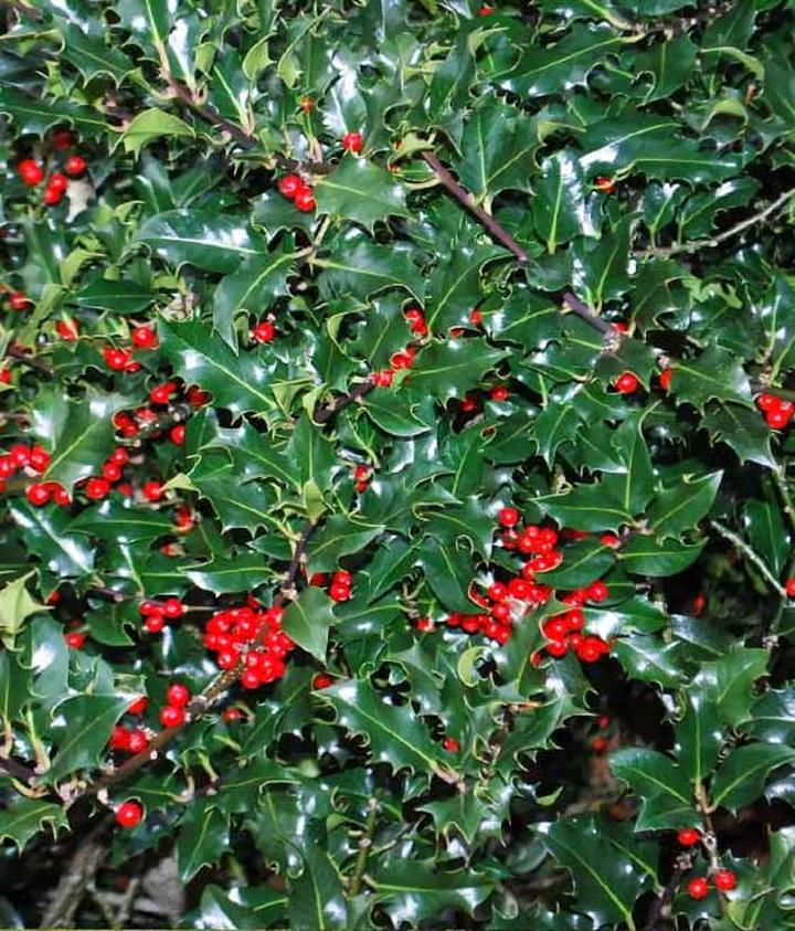 Kiedy nawozić ostrokrzew