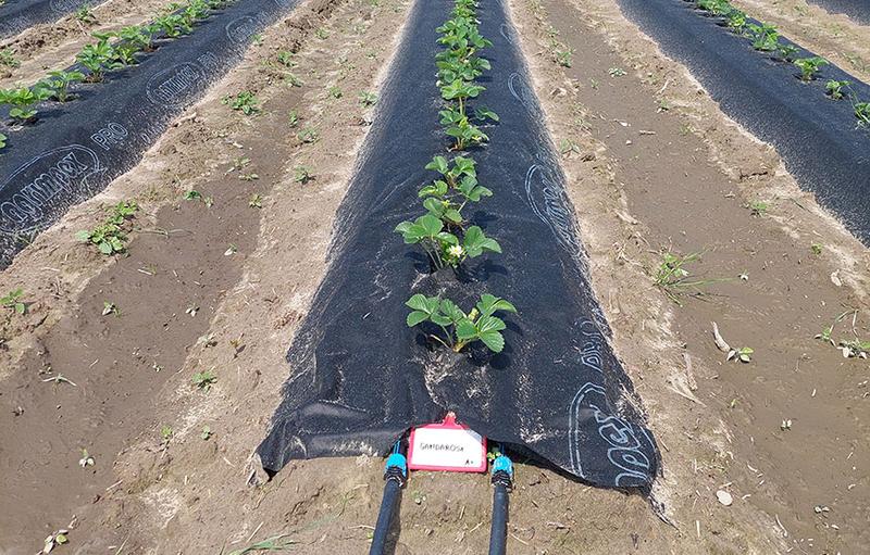 Metody sadzenia truskawek