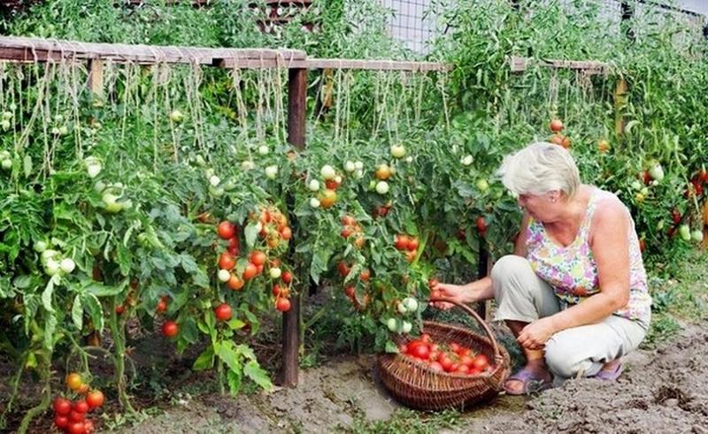 Najlepsze nawozy do pomidorów pod osłonami