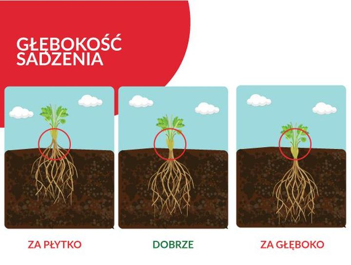 Najlepszy czas na uprawę truskawek