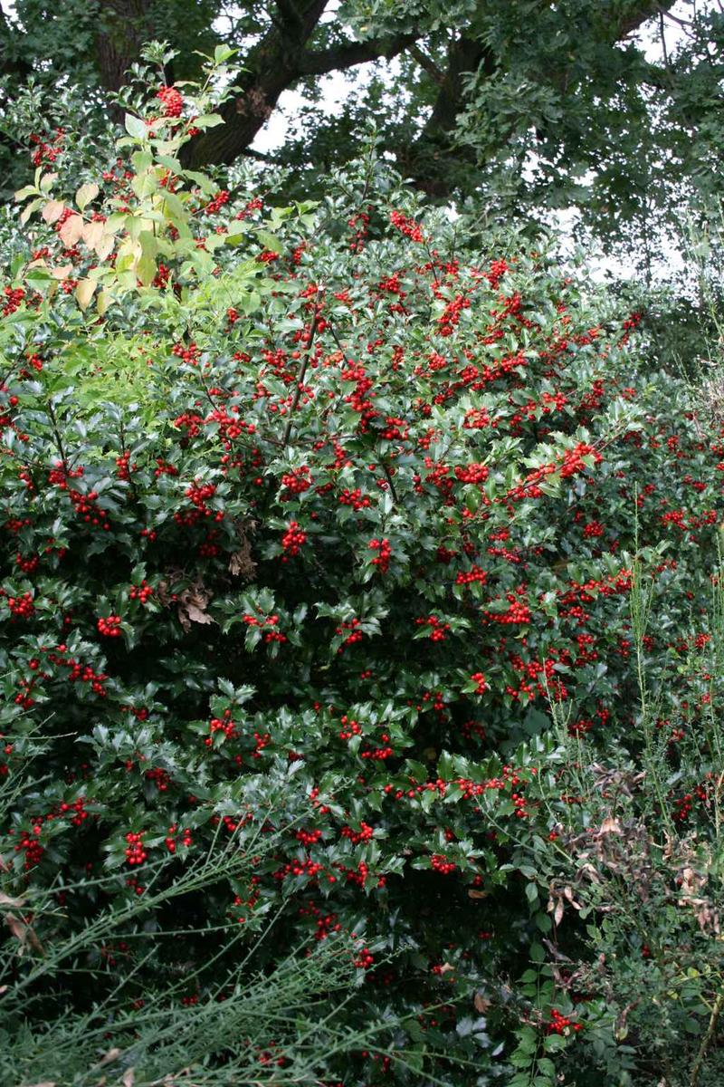 Naturalne i syntetyczne nawozy do ostrokrzewu