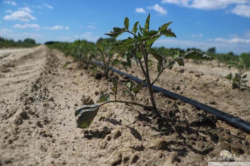 Nawożenie pomidorów w tunelu foliowym