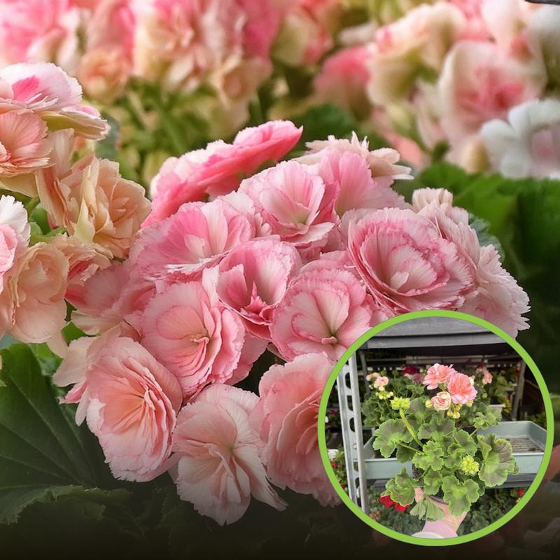 PH ziemi a wzrost pelargonii