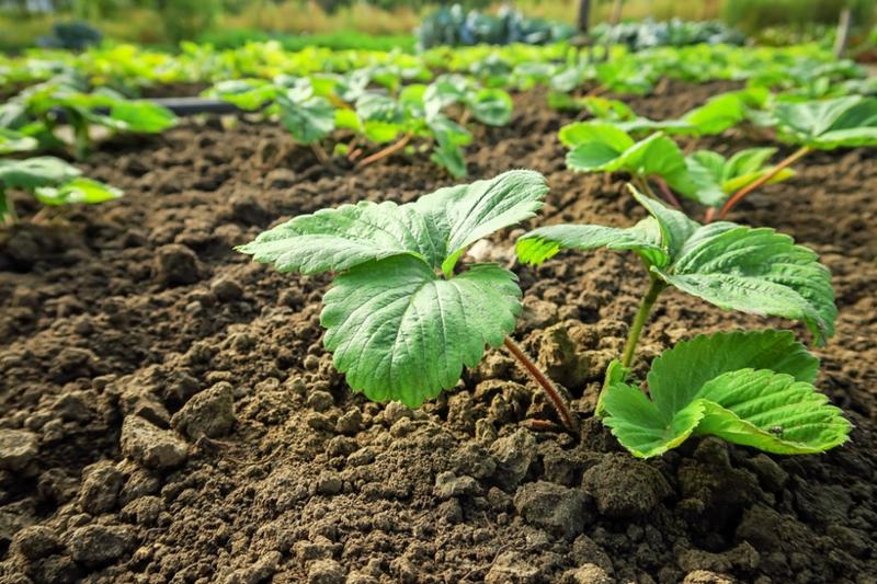Pielęgnacja truskawek po posadzeniu
