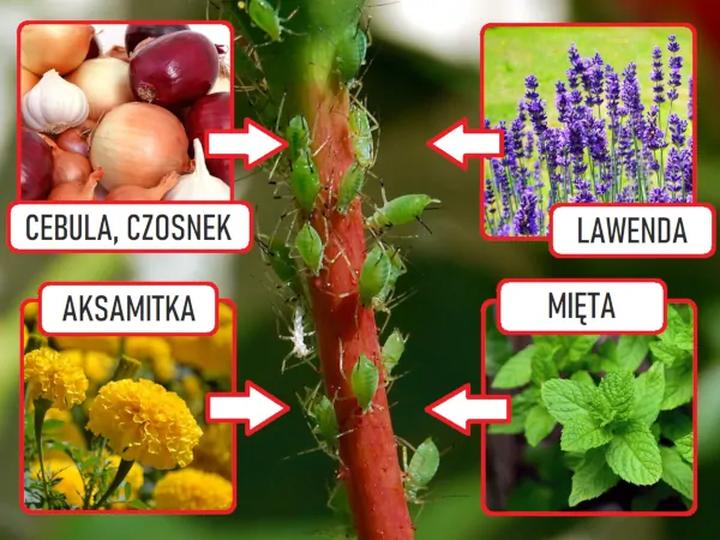 Rośliny odstraszające koty