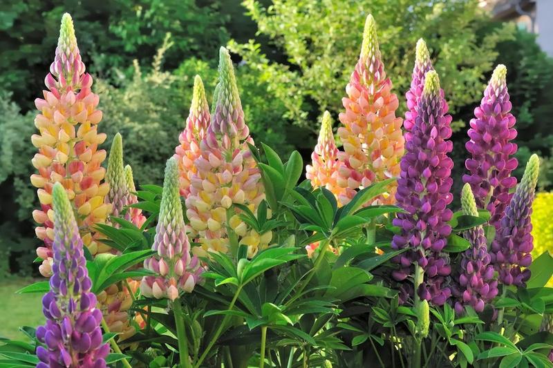 Rośliny wzdłuż ogrodzenia