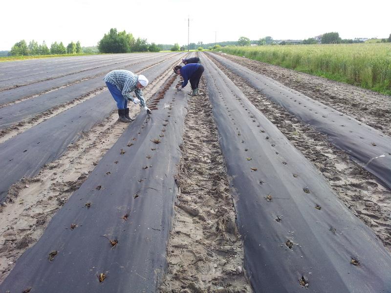 Sadzenie truskawek kiedy i jak
