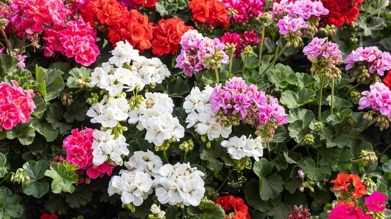 Składniki podłoża dla pelargonii