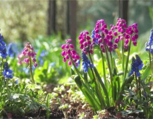 Co posadzić wzdłuż ogrodzenia? Praktyczny poradnik dla ogrodnika