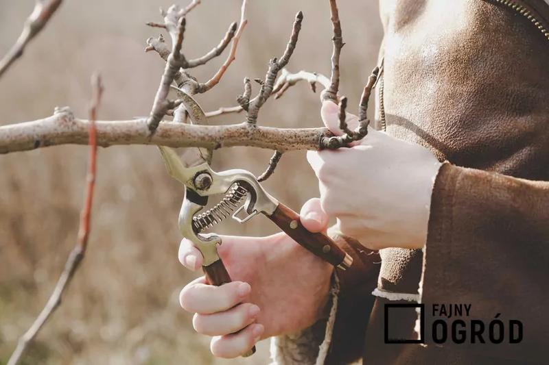 Jak i kiedy przycinać śliwę? Praktyczny poradnik krok po kroku