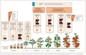 Jak skutecznie nawozić pomidory pod folią? Dowiedz się, czym i kiedy to robić!