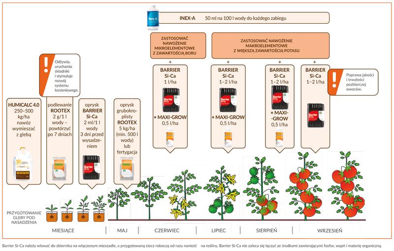 Jak skutecznie nawozić pomidory pod folią? Dowiedz się, czym i kiedy to robić!