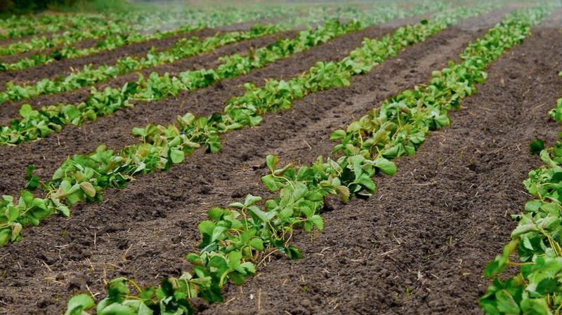 Kiedy i jak sadzić truskawki – odkryj najlepszy czas na ich uprawę