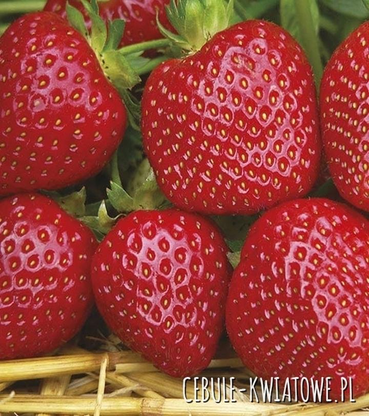 Botaniczna klasyfikacja truskawki