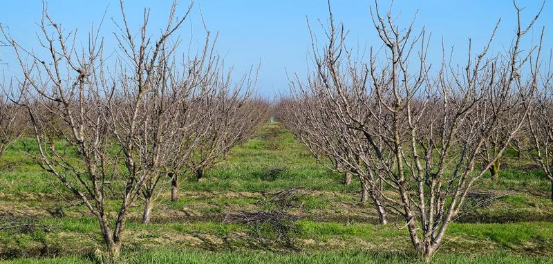 Nawożenie śliwy węgierki