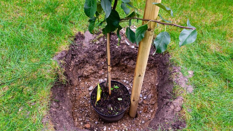 Optymalne pory sadzenia jabłoni