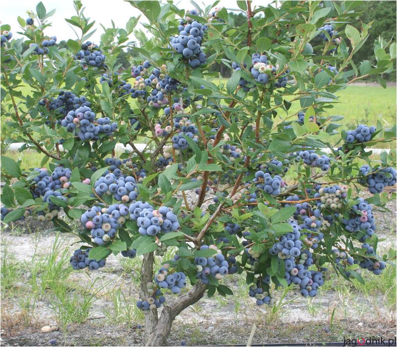 Pielęgnacja borówki po posadzeniu