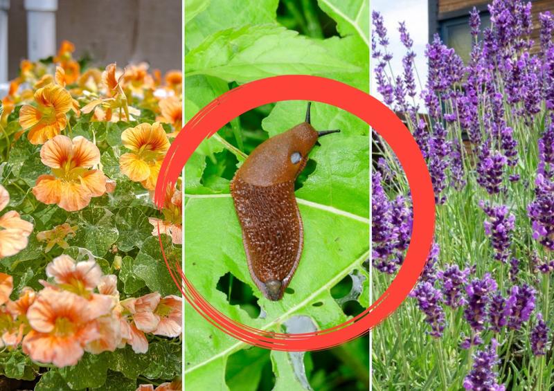 Rośliny odstraszające ślimaki
