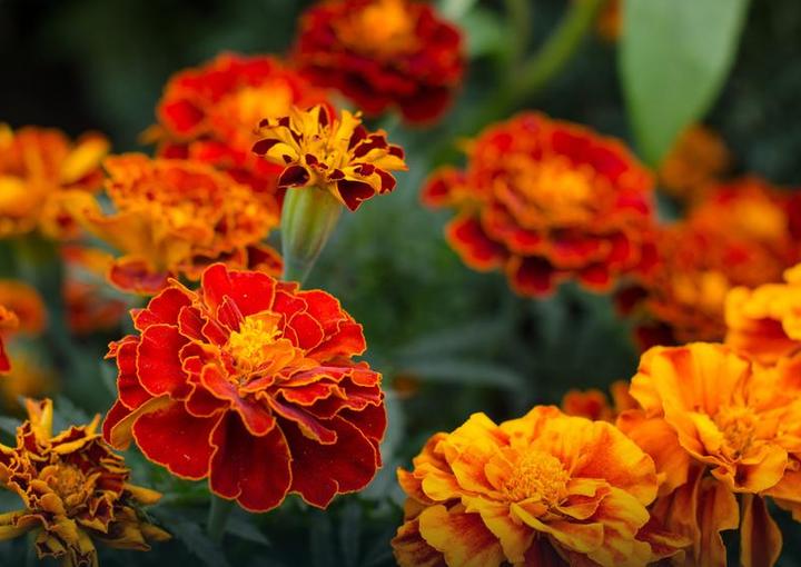 Rośliny repelentne do ogrodu