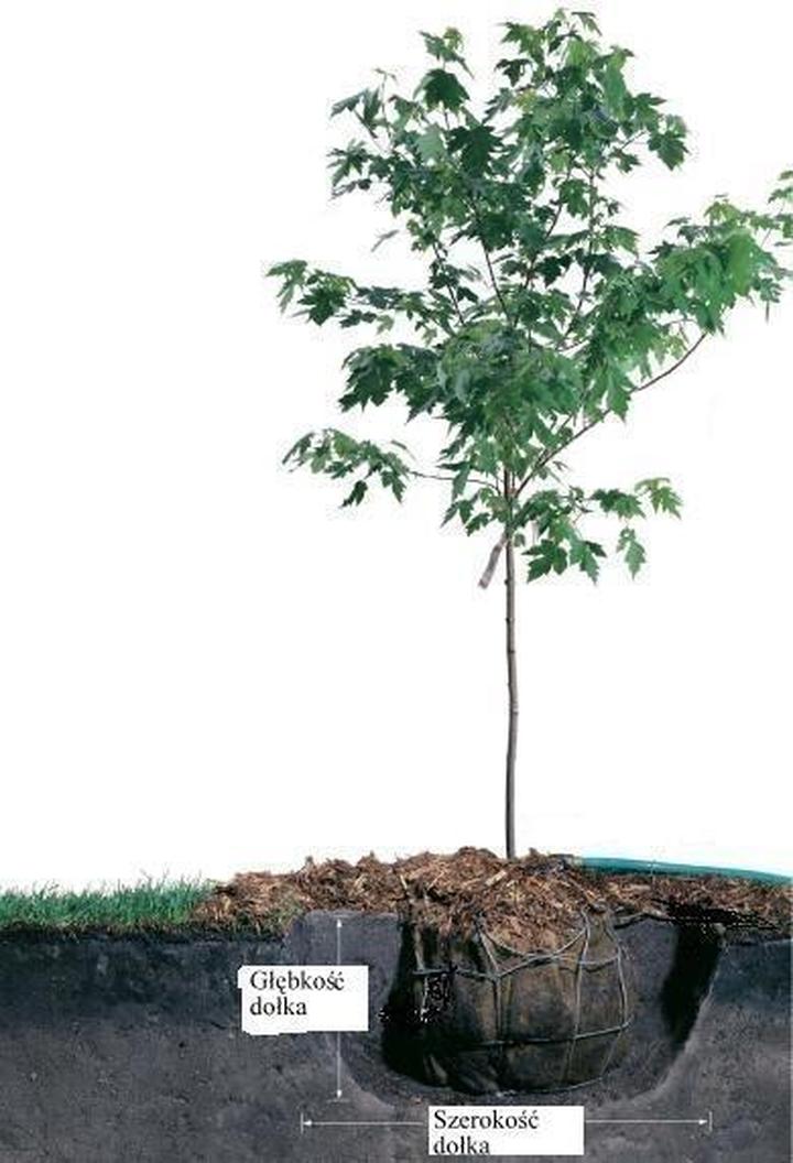 Sadzenie jabłoni wiosną i jesienią