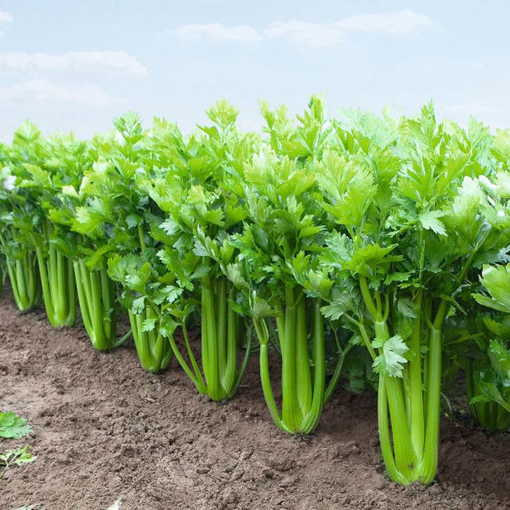 Siew i pikowanie selera