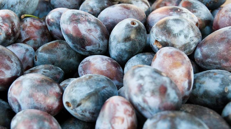 Techniki nawożenia śliwy węgierki