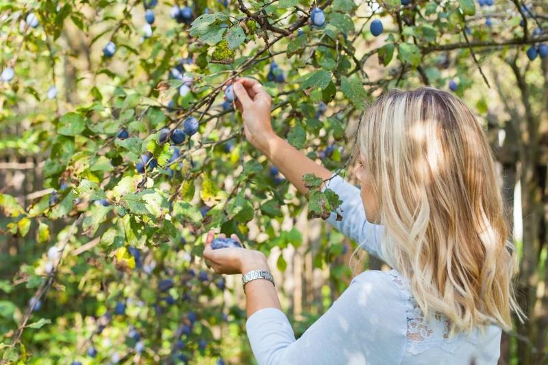Terminy nawożenia śliwy węgierki