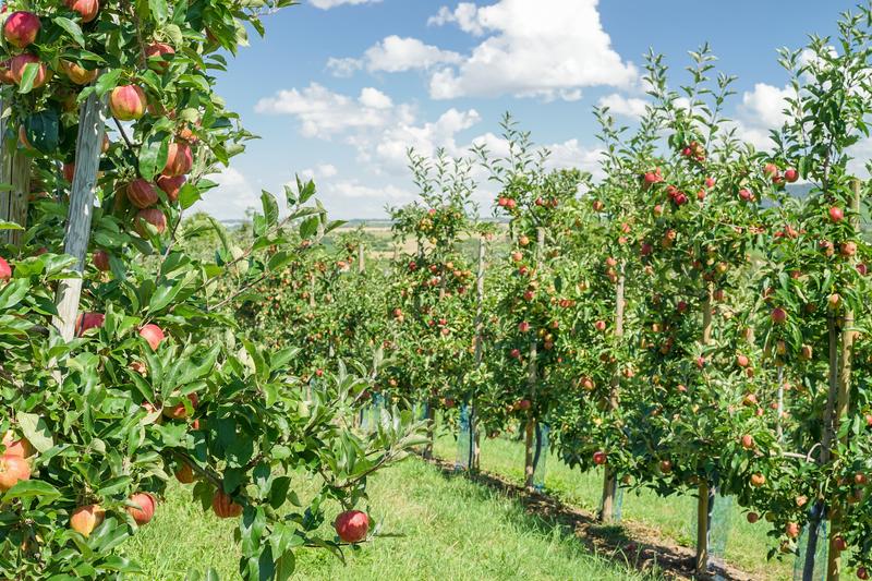 Wpływ klimatu na sadzenie jabłoni