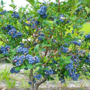 Odkryj, kiedy i jak sadzić borówkę amerykańską – praktyczny poradnik krok po kroku