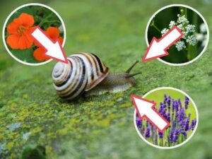 Rośliny i kwiaty, które skutecznie odstraszają ślimaki – sprawdź, czego nie lubią!