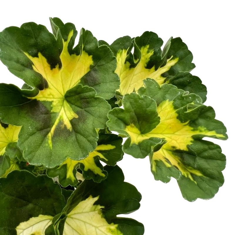 Błędy w nawożeniu pelargonii