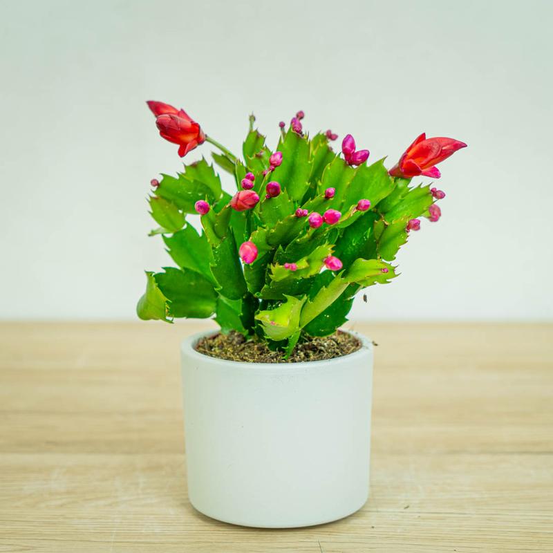 Kiedy nawozić grudnika