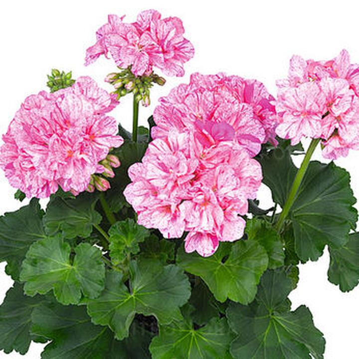 Najlepszy nawóz do pelargonii