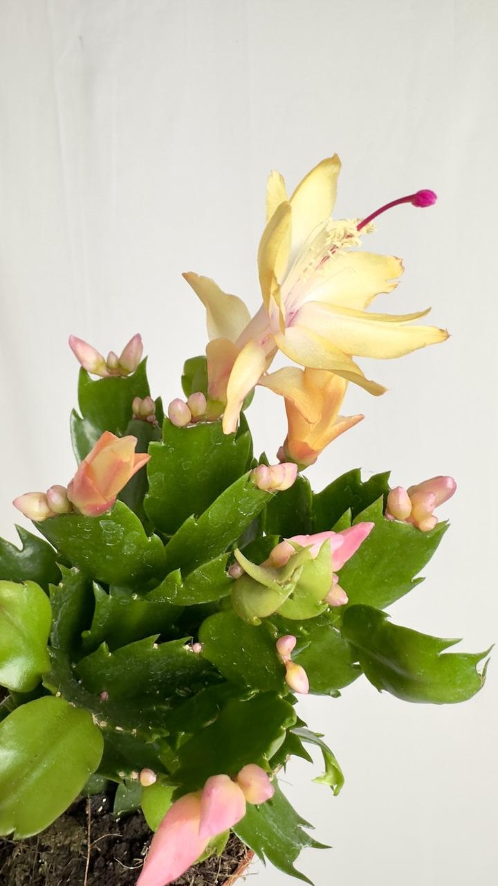 Nawożenie grudnika krok po kroku