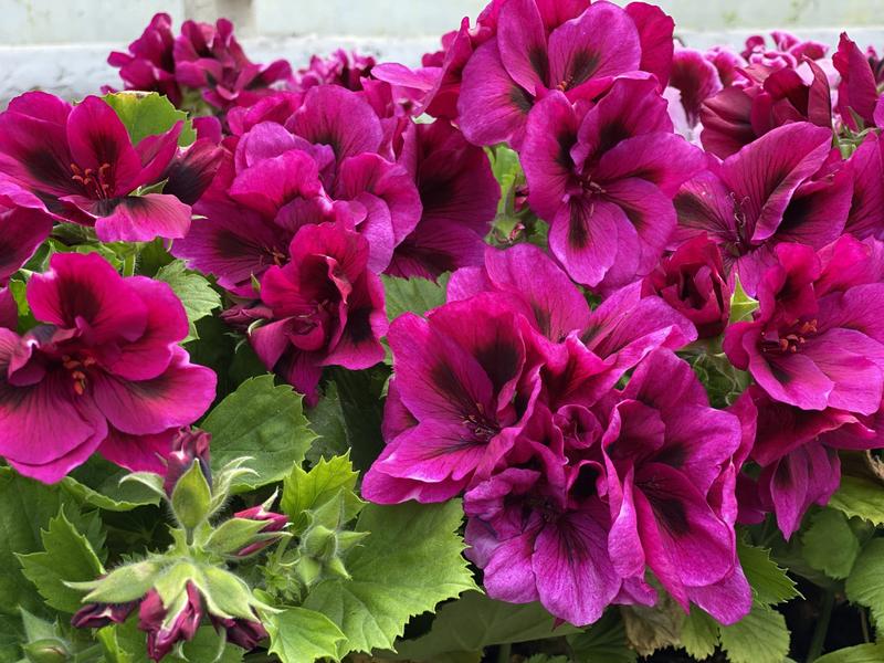 Nawożenie pelargonii