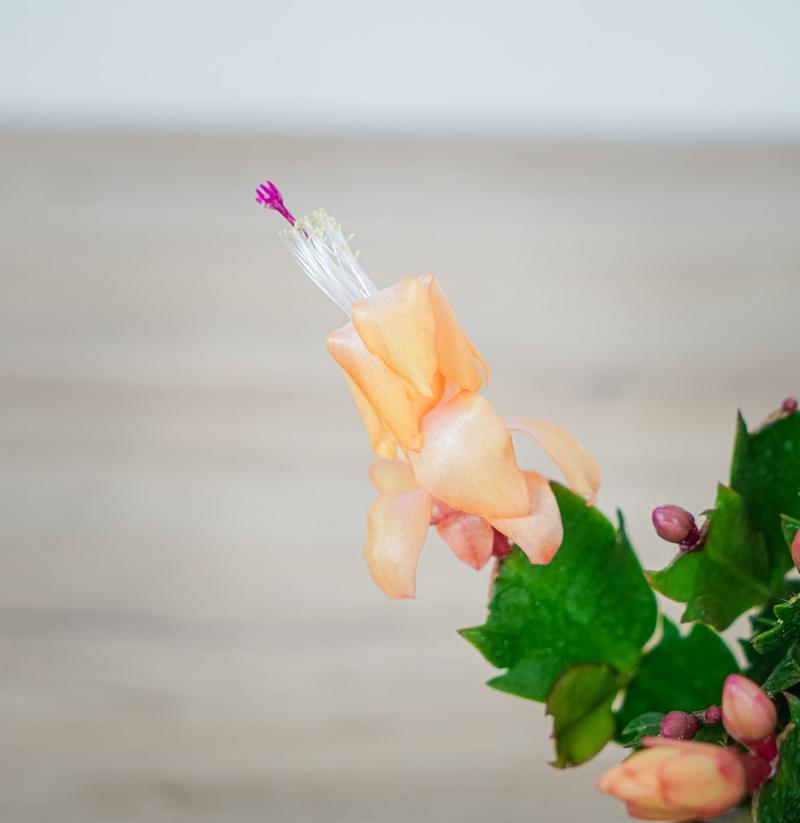 Nawozy do grudnika organiczne i mineralne