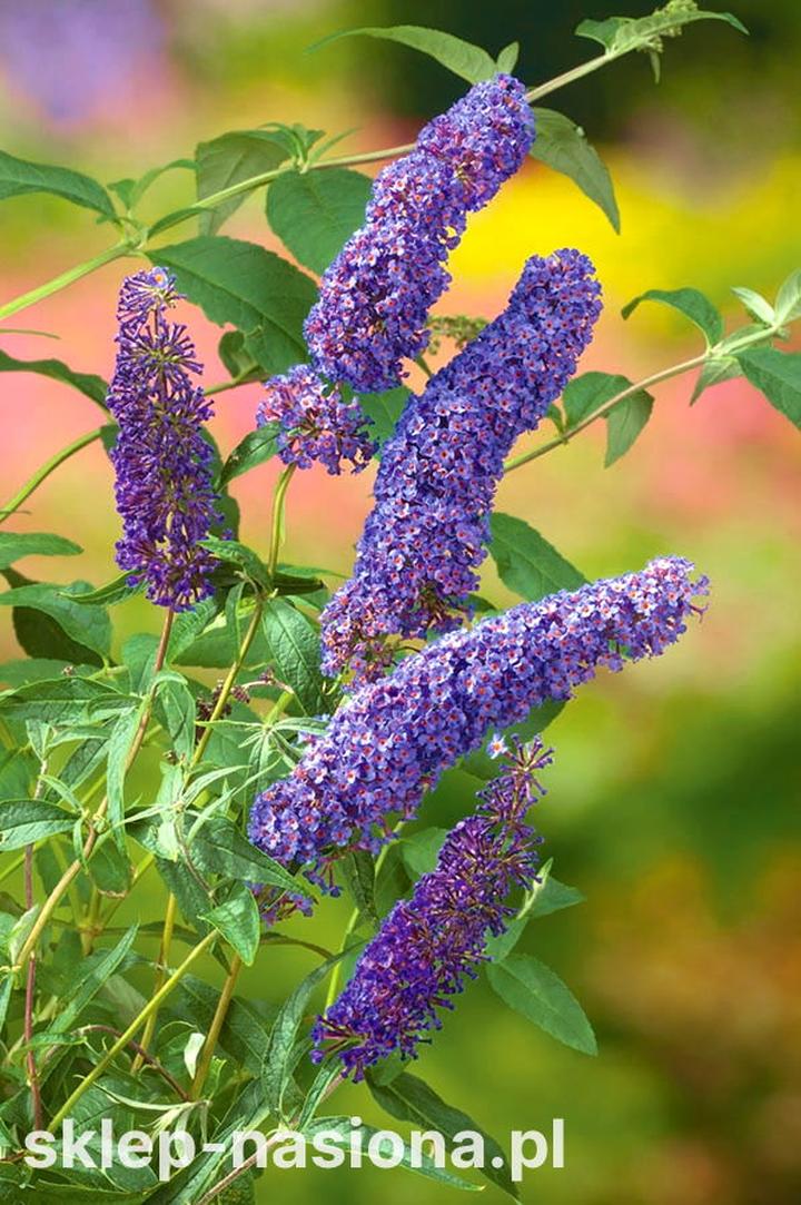 Pielęgnacja budlei Dawida