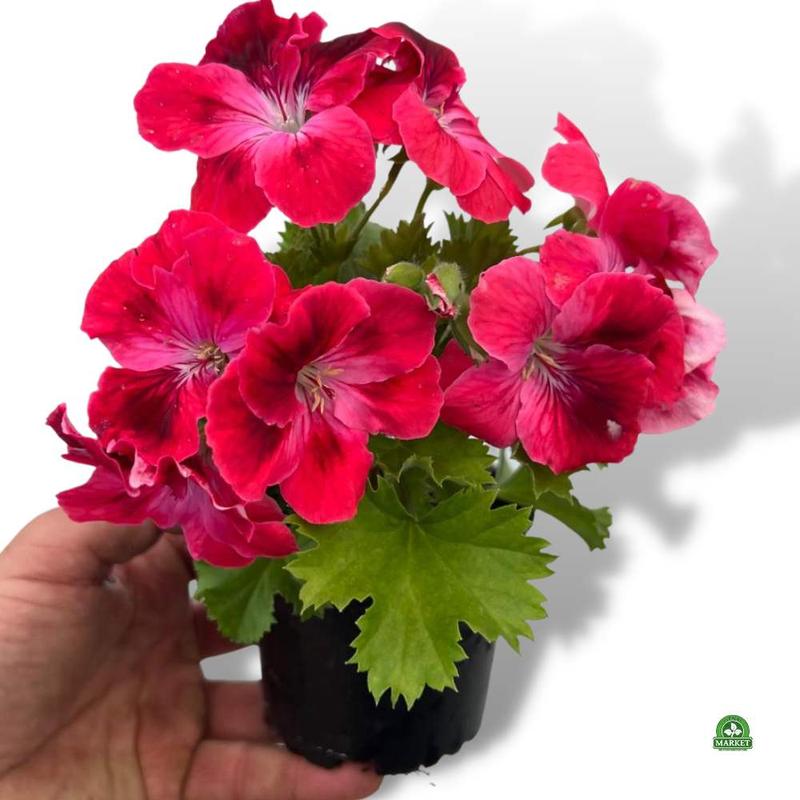 Pielęgnacja pelargonii krok po kroku
