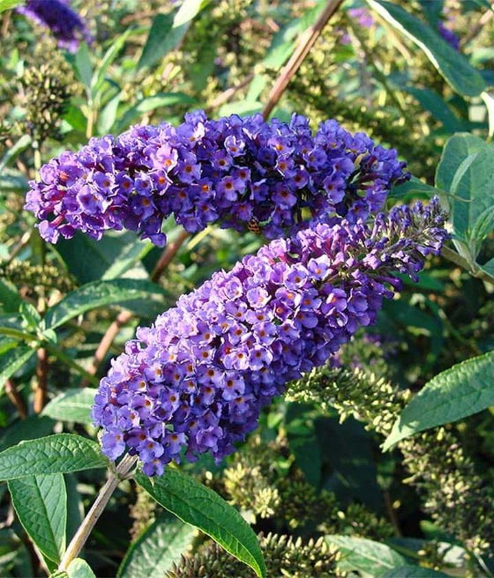 Sadzenie budlei Dawida