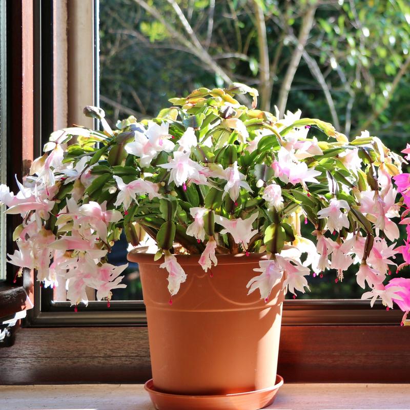 Techniki nawożenia grudnika